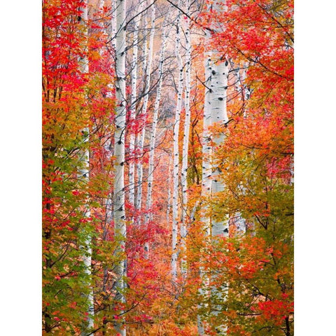 Autumn Passage Gold Ornate Wood Framed Art Print with Double Matting by Carmel, Elizabeth