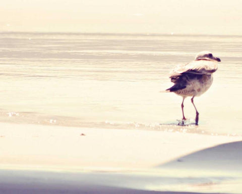 Bird at The Beach White Modern Wood Framed Art Print with Double Matting by Coomes, Sylvia