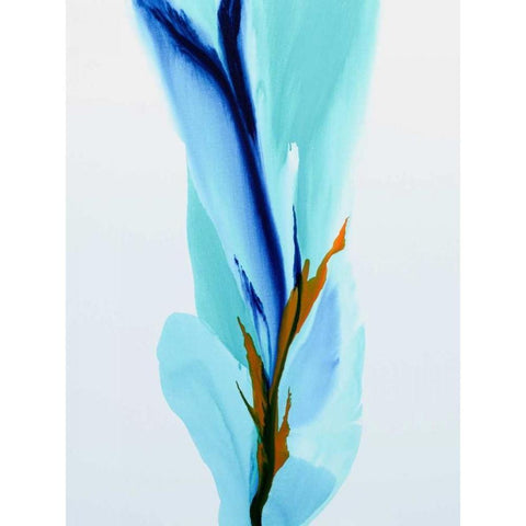 SpringÃ¢â‚¬â„¢s Calling Card Black Modern Wood Framed Art Print with Double Matting by Coulter, Patricia