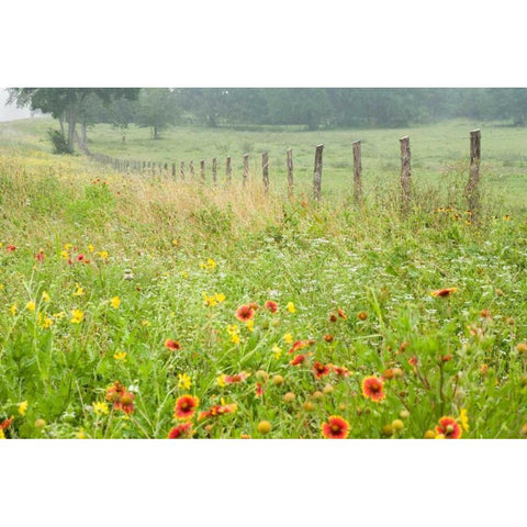 Flowers and Fence Gold Ornate Wood Framed Art Print with Double Matting by Connolly, Karin