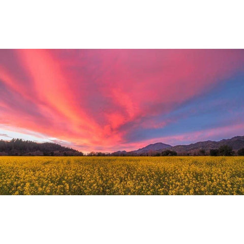Spring Sunset Napa Valley Black Modern Wood Framed Art Print with Double Matting by Carmel, Elizabeth