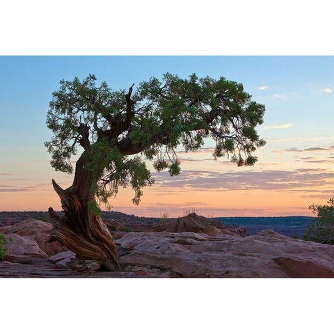Ancient Tree Black Modern Wood Framed Art Print by Cannon, George