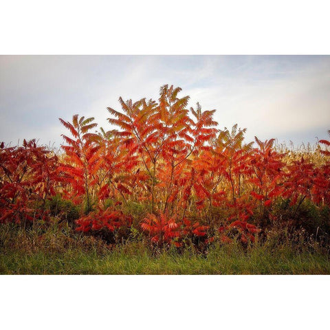 Autumn Sumac Black Modern Wood Framed Art Print with Double Matting by Cannon, George