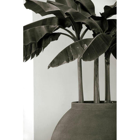 Banana Trees White Modern Wood Framed Art Print by Cannon, George