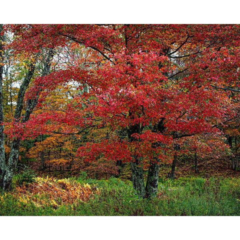 Catskill Maple Black Modern Wood Framed Art Print with Double Matting by Cannon, George