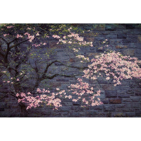 Dogwood in Pink Gold Ornate Wood Framed Art Print with Double Matting by Cannon, George