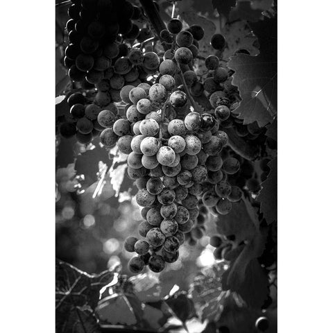 Fruit of The Vine Black Modern Wood Framed Art Print with Double Matting by Cannon, George