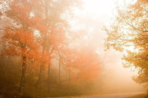 Beyond The Fog Black Ornate Wood Framed Art Print with Double Matting by Connolly, Karin