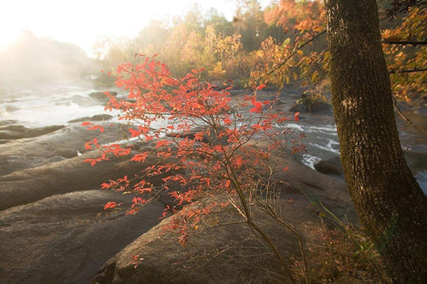 Little Red White Modern Wood Framed Art Print with Double Matting by Connolly, Karin