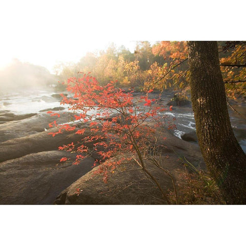Little Red Gold Ornate Wood Framed Art Print with Double Matting by Connolly, Karin