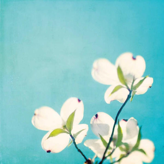 Image Only