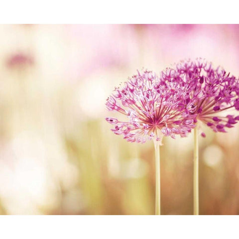 Bloom White Modern Wood Framed Art Print by Cochrane, Carolyn