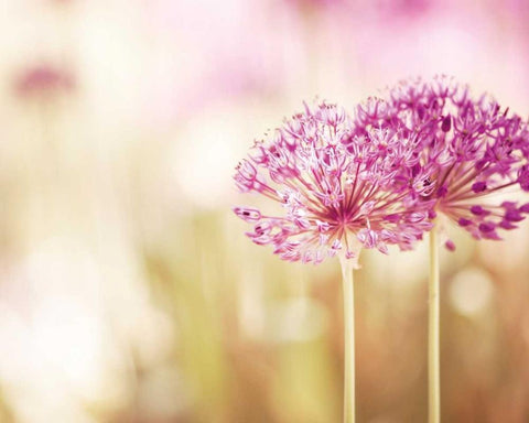 Bloom Black Ornate Wood Framed Art Print with Double Matting by Cochrane, Carolyn