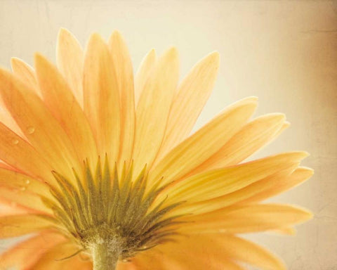 Butterscotch Black Ornate Wood Framed Art Print with Double Matting by Cochrane, Carolyn