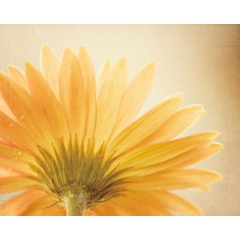 Butterscotch White Modern Wood Framed Art Print by Cochrane, Carolyn