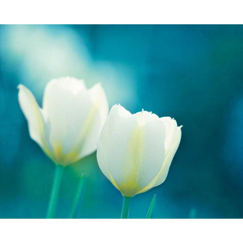 Charisma White Modern Wood Framed Art Print by Cochrane, Carolyn