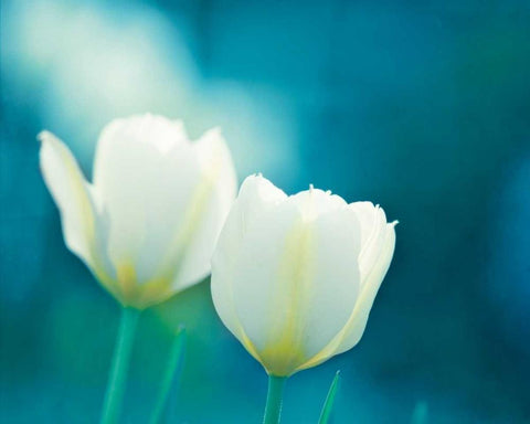 Charisma White Modern Wood Framed Art Print with Double Matting by Cochrane, Carolyn