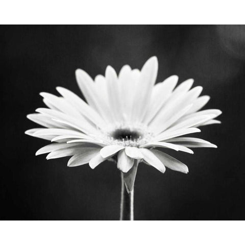 Daisy Black Modern Wood Framed Art Print by Cochrane, Carolyn