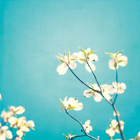 Delicate White Modern Wood Framed Art Print by Cochrane, Carolyn