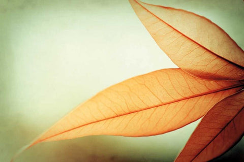 Grace Black Ornate Wood Framed Art Print with Double Matting by Cochrane, Carolyn