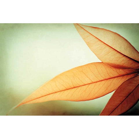 Grace Black Modern Wood Framed Art Print with Double Matting by Cochrane, Carolyn