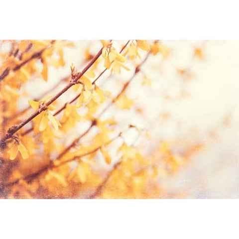 In the Beginning Gold Ornate Wood Framed Art Print with Double Matting by Cochrane, Carolyn