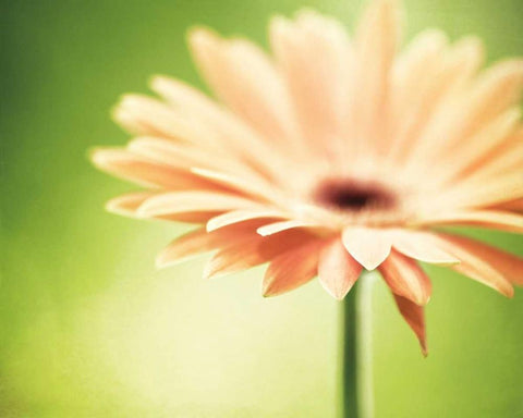 Joyful Black Ornate Wood Framed Art Print with Double Matting by Cochrane, Carolyn