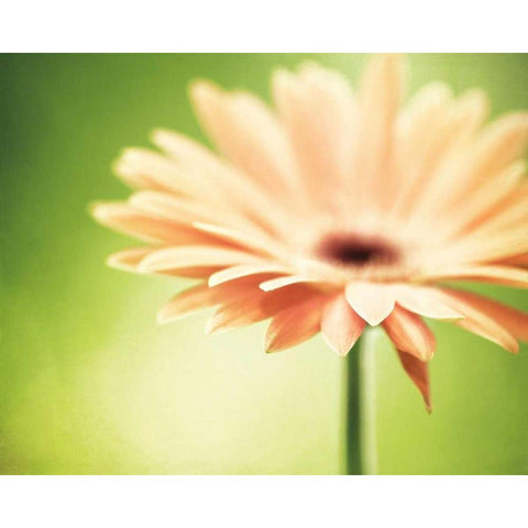 Joyful Black Modern Wood Framed Art Print by Cochrane, Carolyn