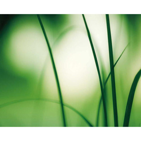 Natural Flow Black Modern Wood Framed Art Print with Double Matting by Cochrane, Carolyn