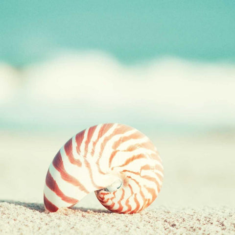 Nautilus White Modern Wood Framed Art Print with Double Matting by Cochrane, Carolyn