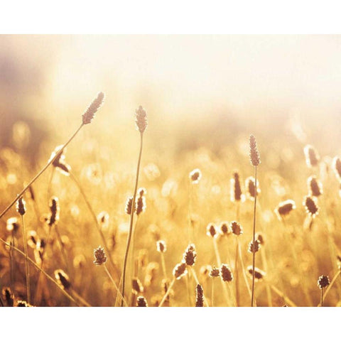 Nothing Gold Can Stay White Modern Wood Framed Art Print by Cochrane, Carolyn