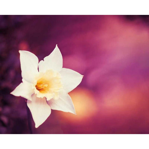 Outburst White Modern Wood Framed Art Print by Cochrane, Carolyn