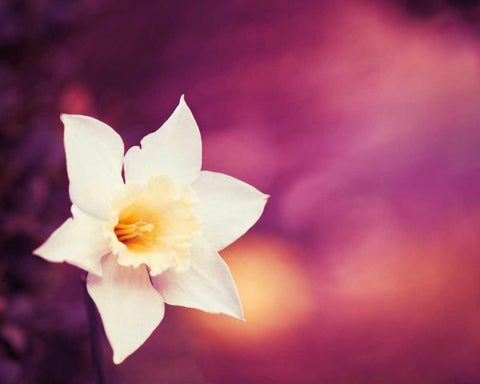 Outburst White Modern Wood Framed Art Print with Double Matting by Cochrane, Carolyn