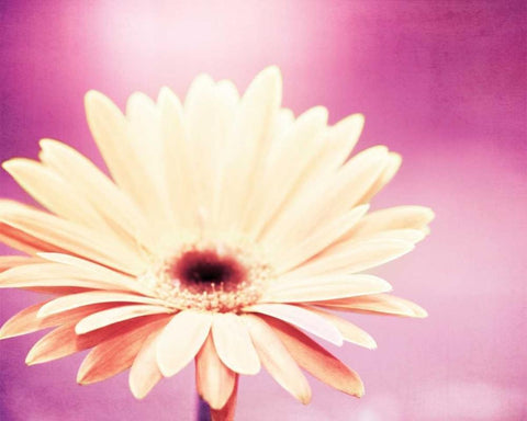 Peachy Keen White Modern Wood Framed Art Print with Double Matting by Cochrane, Carolyn