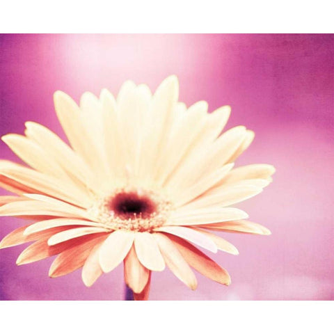 Peachy Keen White Modern Wood Framed Art Print by Cochrane, Carolyn