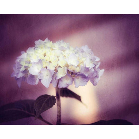 Regal White Modern Wood Framed Art Print by Cochrane, Carolyn