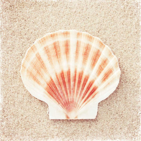 Scallop Shell White Modern Wood Framed Art Print with Double Matting by Cochrane, Carolyn