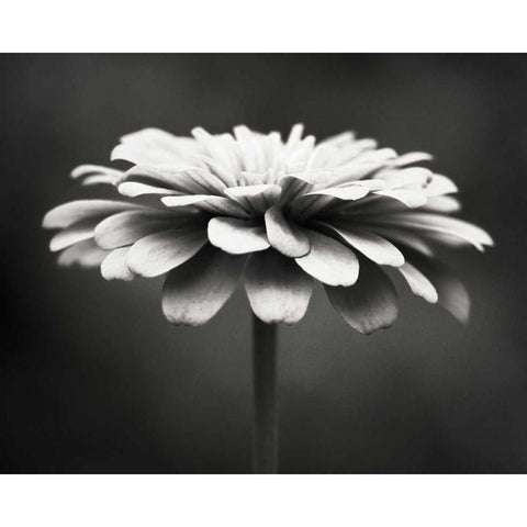 Spellbinding White Modern Wood Framed Art Print by Cochrane, Carolyn