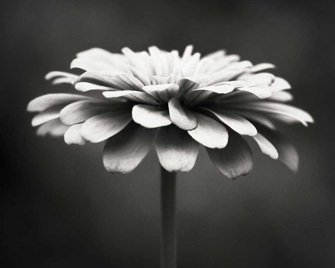 Spellbinding Black Ornate Wood Framed Art Print with Double Matting by Cochrane, Carolyn