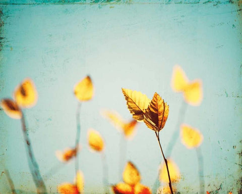 Sundance Black Ornate Wood Framed Art Print with Double Matting by Cochrane, Carolyn