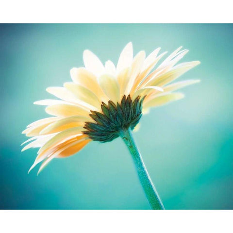 Vanity Black Modern Wood Framed Art Print with Double Matting by Cochrane, Carolyn