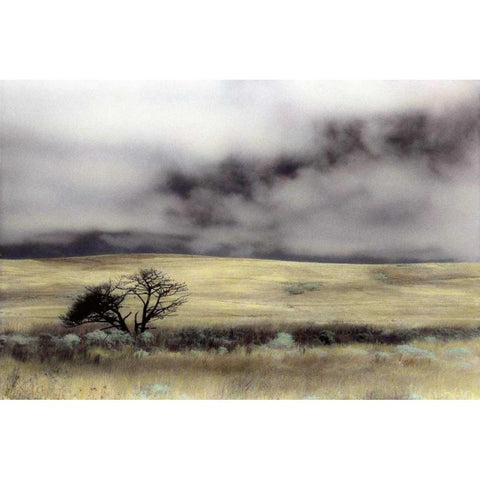 Limantour Marsh Gold Ornate Wood Framed Art Print with Double Matting by Culver, Laura