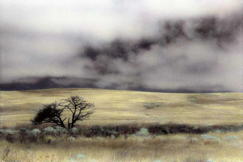 Limantour Marsh Black Ornate Wood Framed Art Print with Double Matting by Culver, Laura