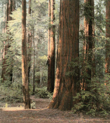 Redwoods 2 White Modern Wood Framed Art Print with Double Matting by Culver, Laura