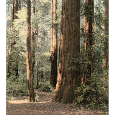 Redwoods 2 Gold Ornate Wood Framed Art Print with Double Matting by Culver, Laura
