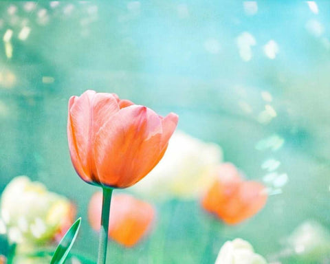 Garden of Dreams White Modern Wood Framed Art Print with Double Matting by Cochrane, Carolyn