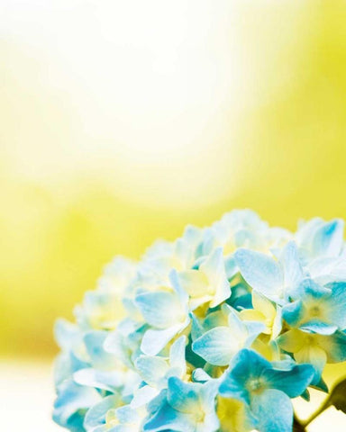 Hydrangea White Modern Wood Framed Art Print with Double Matting by Cochrane, Carolyn