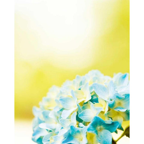 Hydrangea Black Modern Wood Framed Art Print by Cochrane, Carolyn