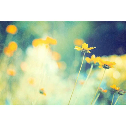 In the Meadow Black Modern Wood Framed Art Print by Cochrane, Carolyn