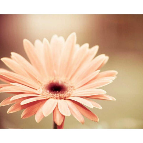 Peachy Keen White Modern Wood Framed Art Print by Cochrane, Carolyn